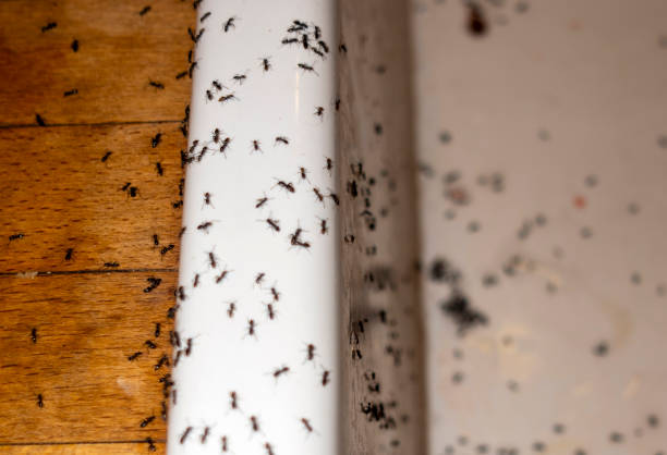 Best Best Pest Control Companies  in Stroud, OK